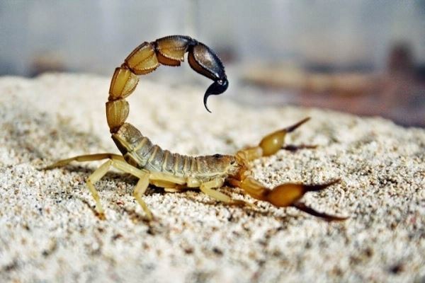 Новая угроза: скорпионы-убийцы из Сицилии захватывают Великобританию