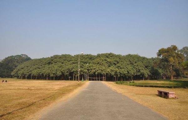 Удивительный индийский лес, состоящий из одного-единственного дерева